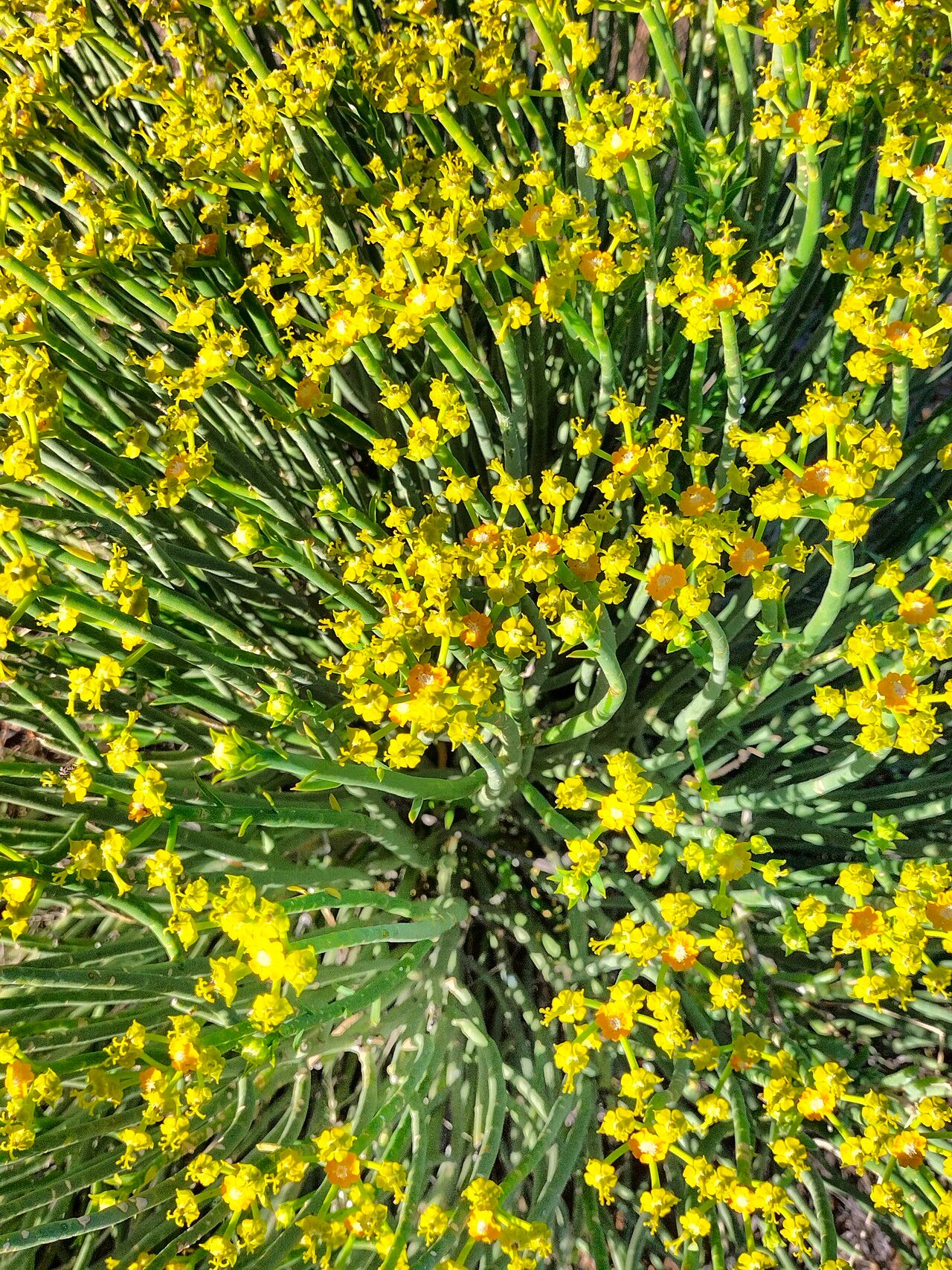 Euphorbia mauritanica habit