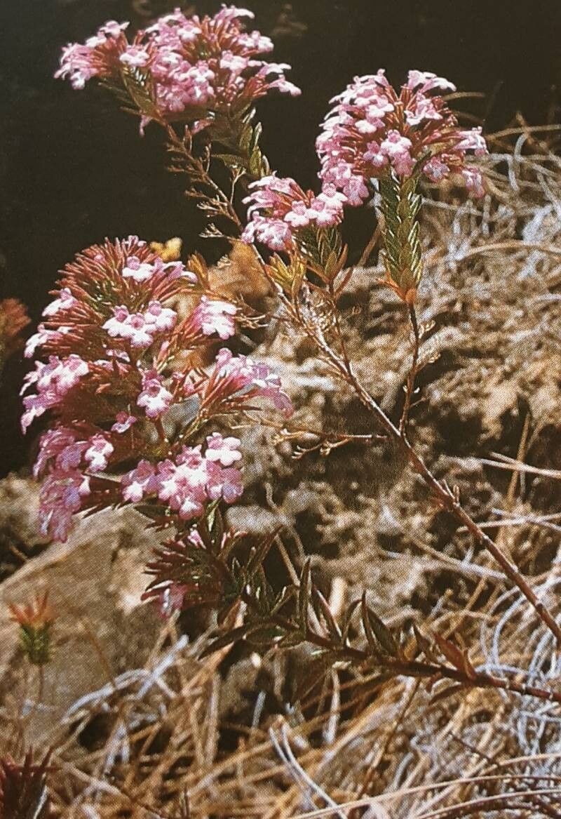 Micromeria helianthemifolia — houseplant care guide