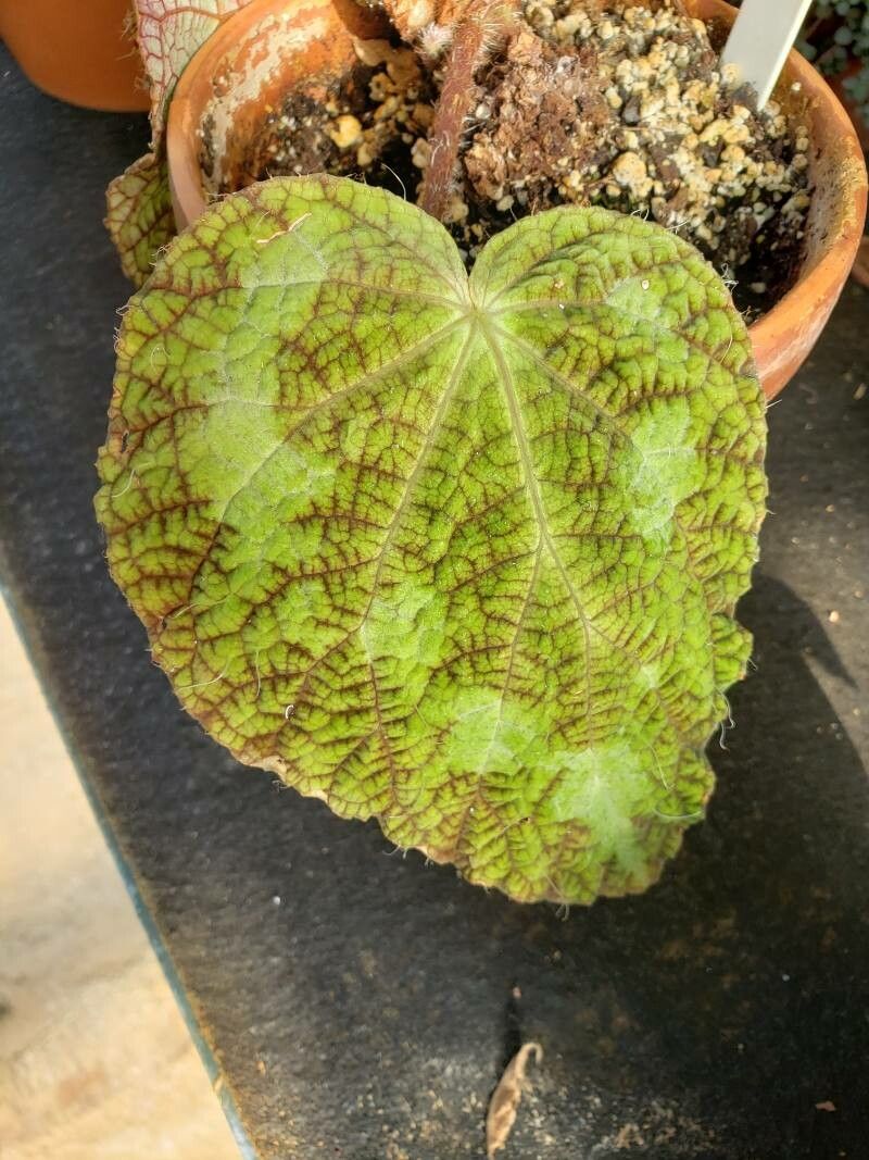 Begonia longiciliata leaf