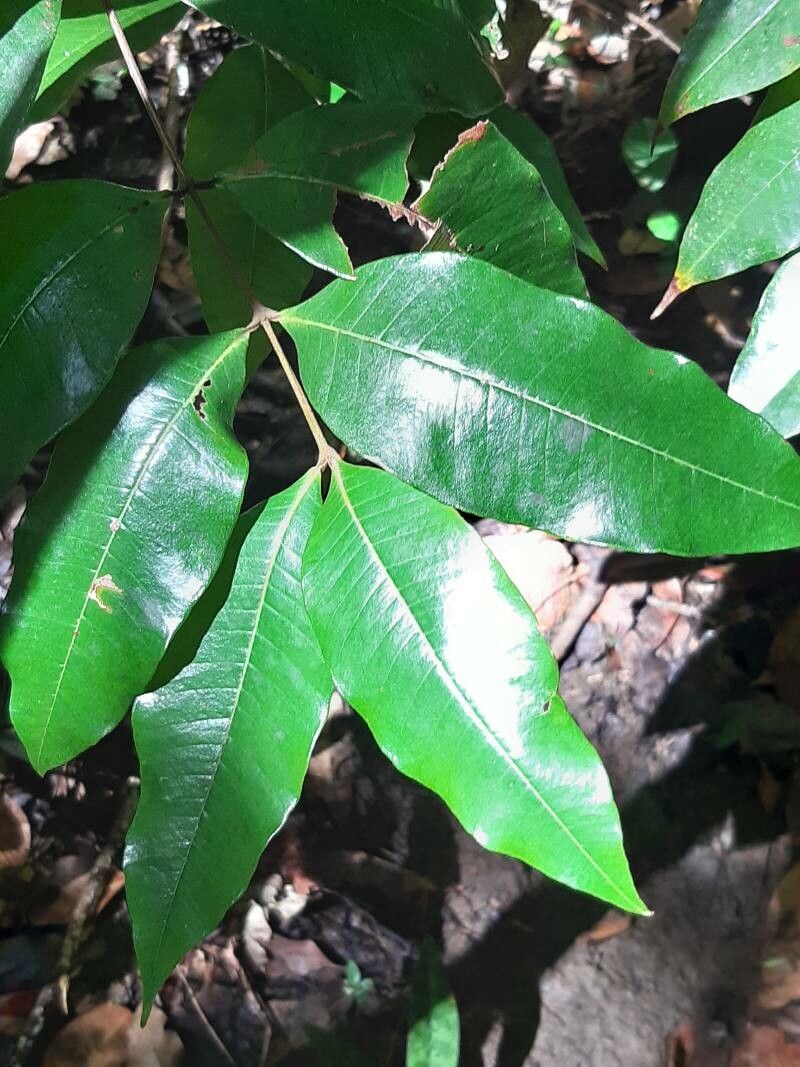 Myrcia deflexa — houseplant care guide