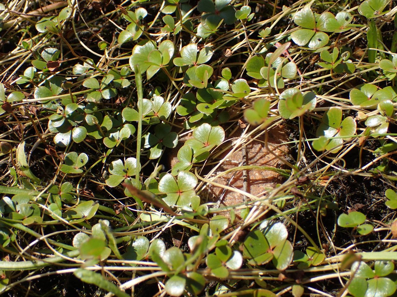 Marsilea strigosa habit