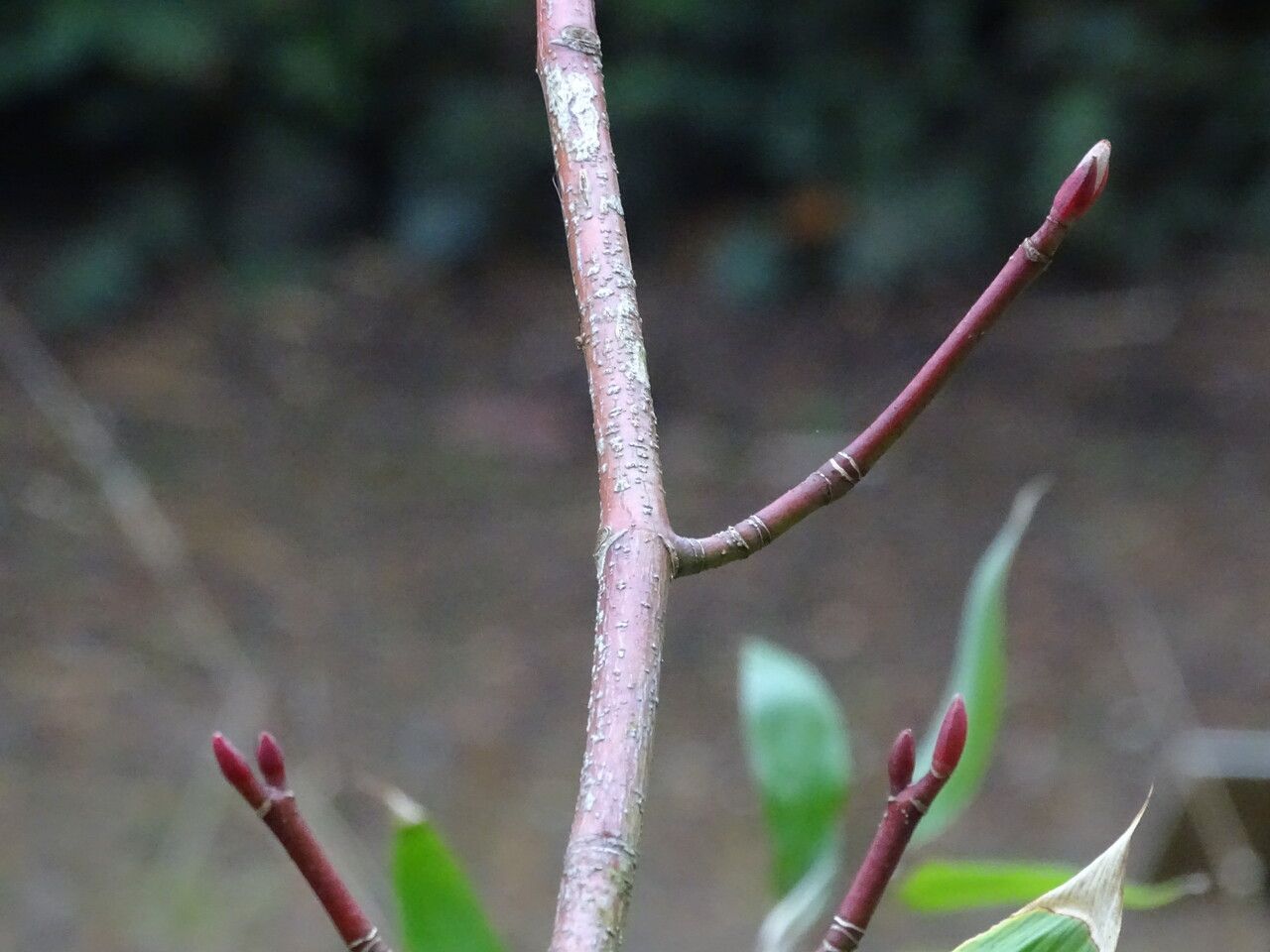 Acer pectinatum bark