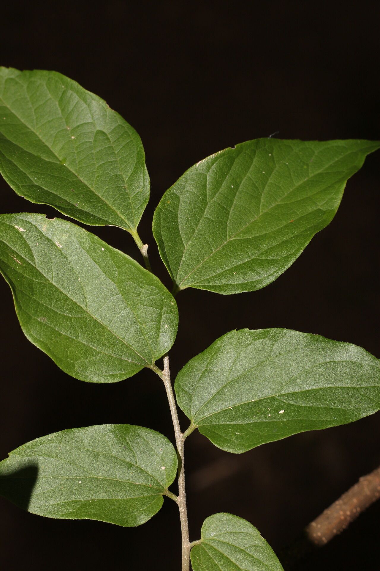 Celtis trinervia leaf