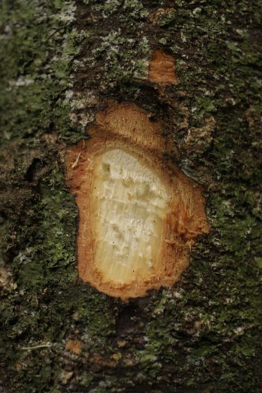 Ocotea cinerea other