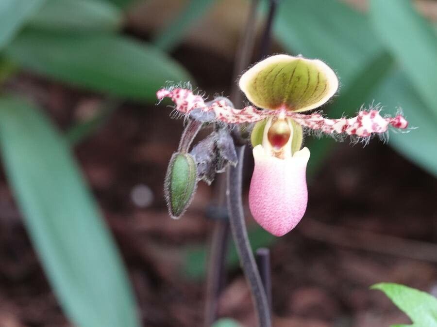 Paphiopedilum glaucophyllum flower