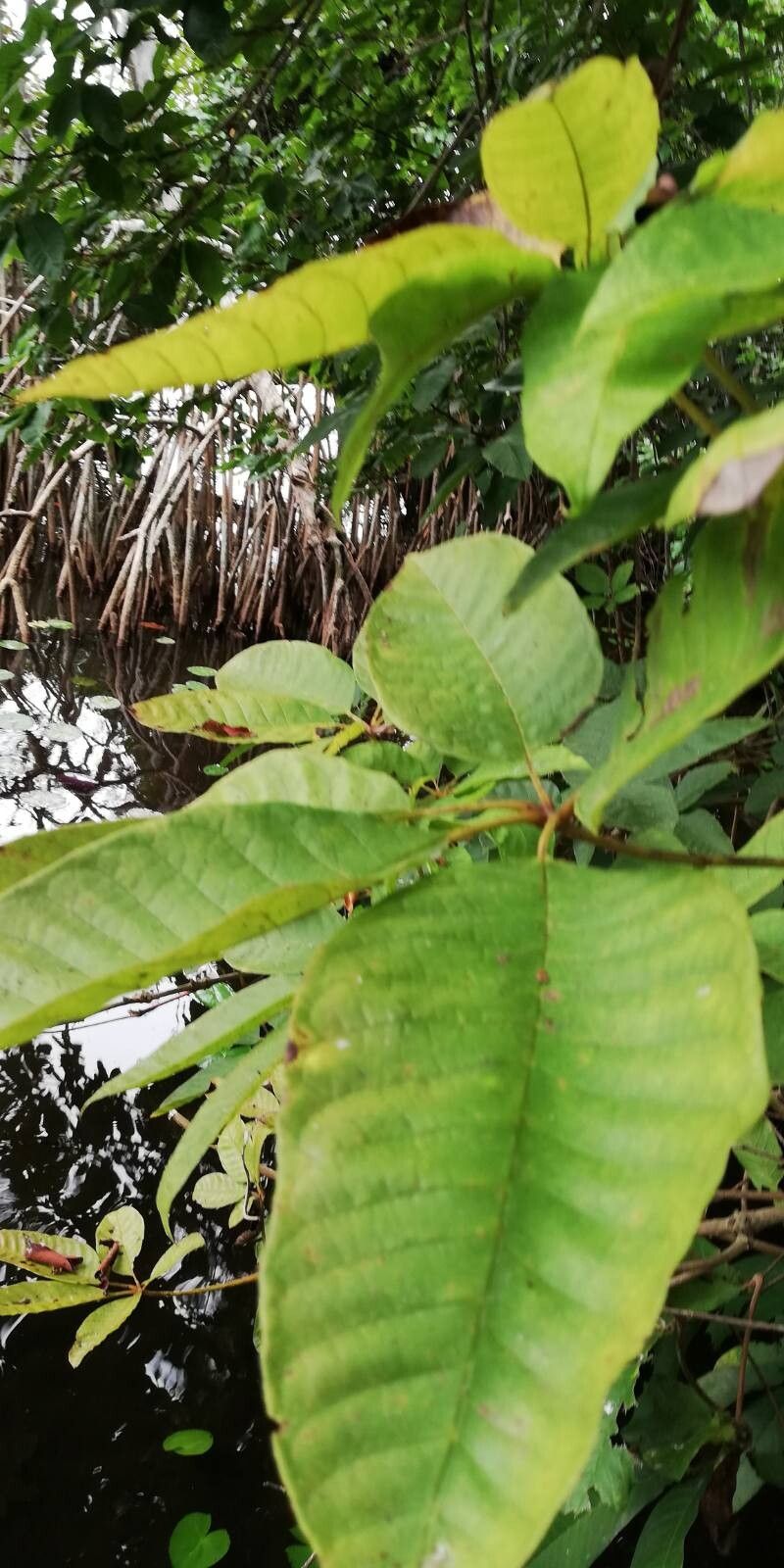 Vitex grandifolia — search result for 'Vitex'