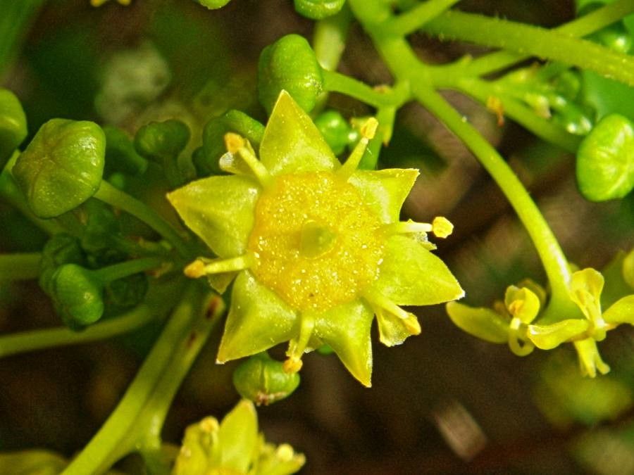 Paliurus spina-christi flower