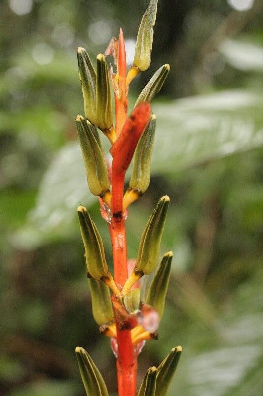 Heliconia acuminata flower