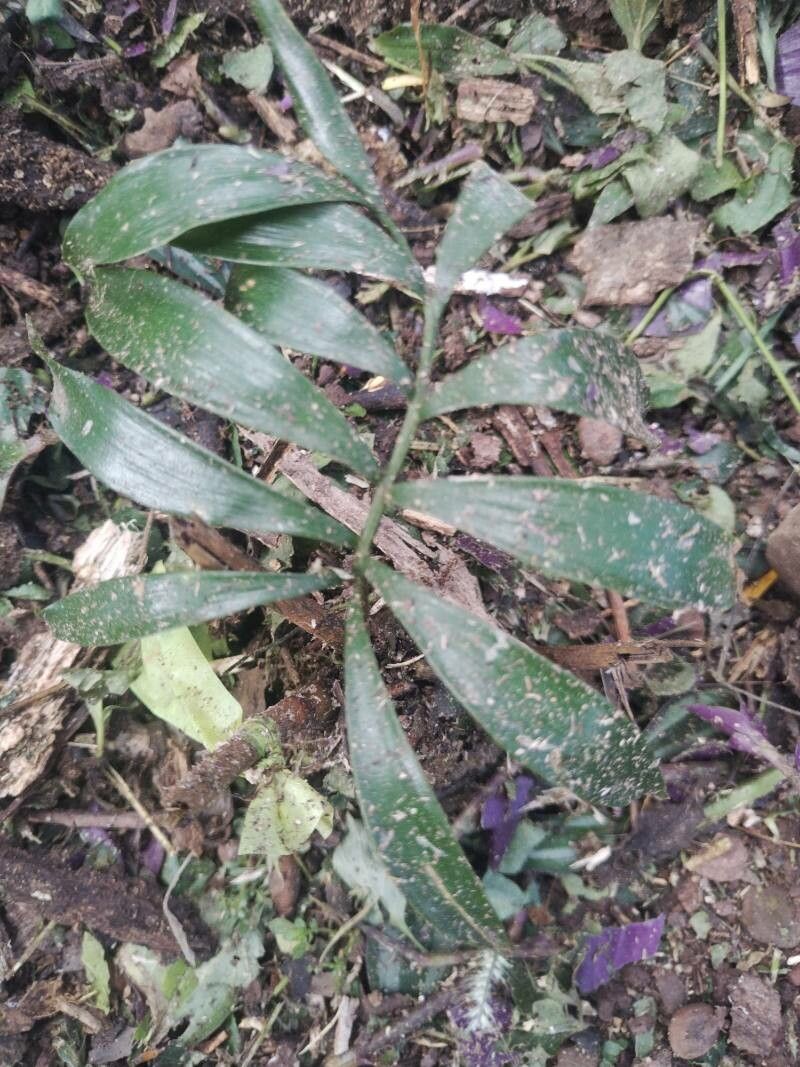 Ceratozamia hondurensis — related species from the same genus