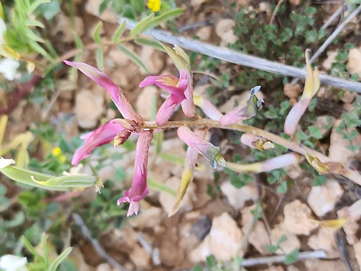 Astragalus curvirostris flower