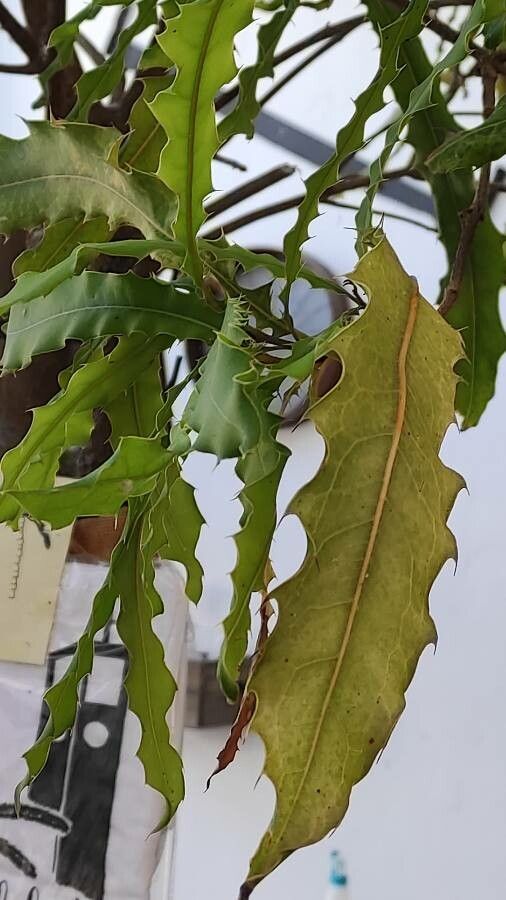 Maytenus ilicifolia leaf