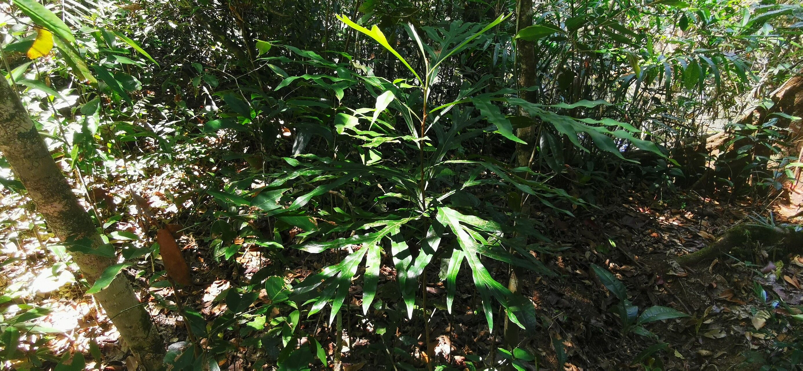 Euodia hylandii — related species from the same genus