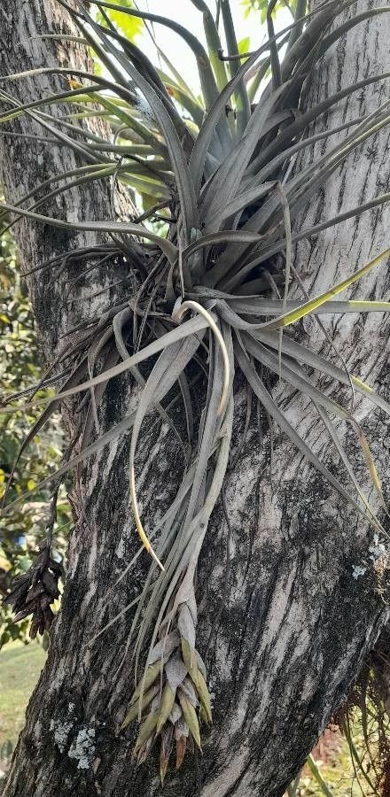 Tillandsia pohliana habit