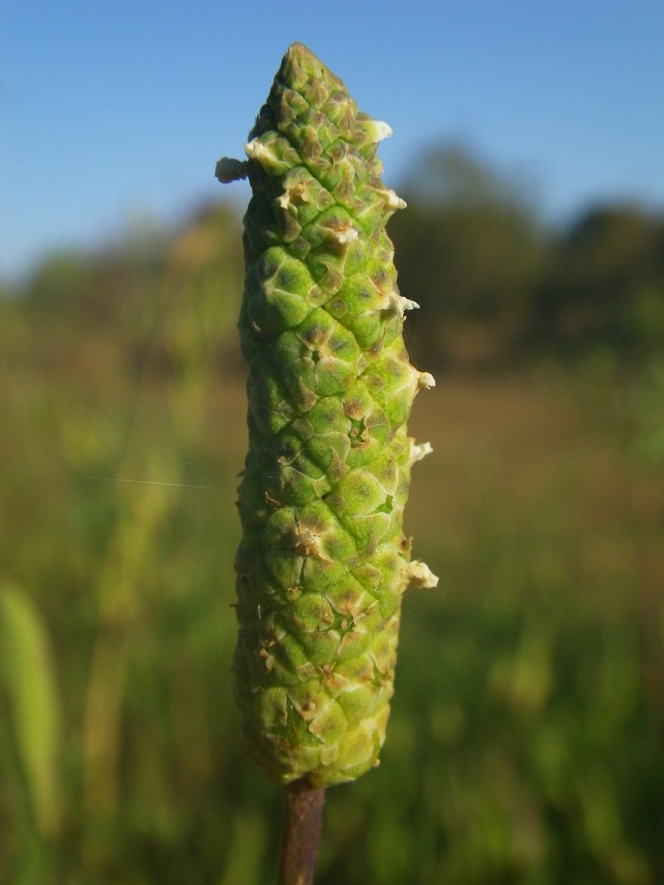 Sphenoclea zeylanica fruit