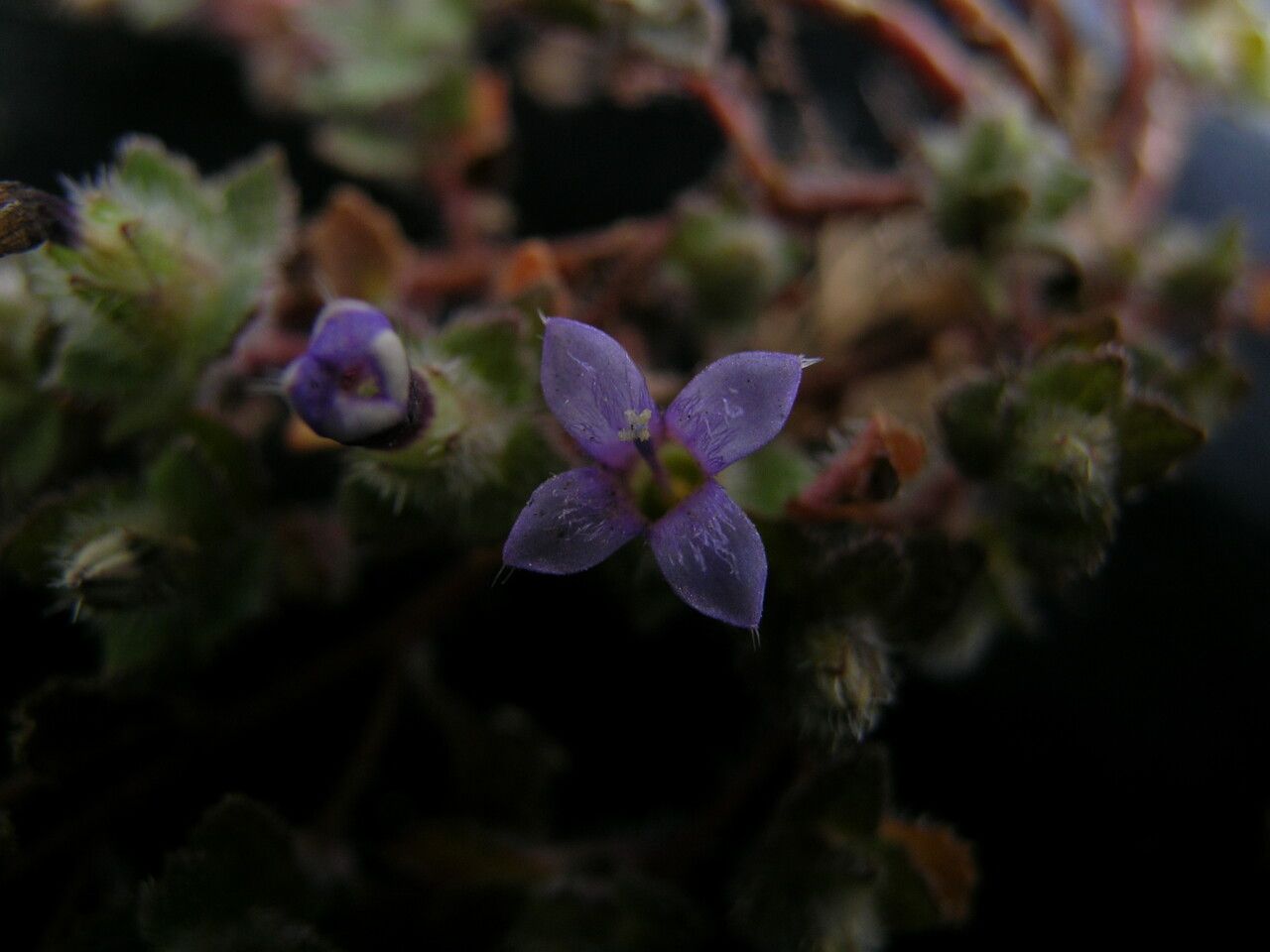 Cyananthus hookeri flower