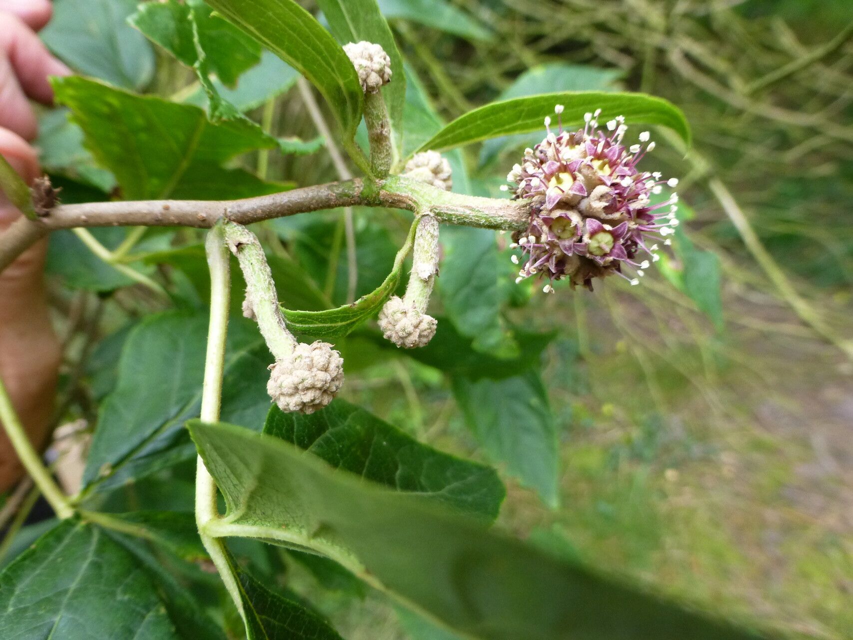 Eleutherococcus sessiliflorus flower
