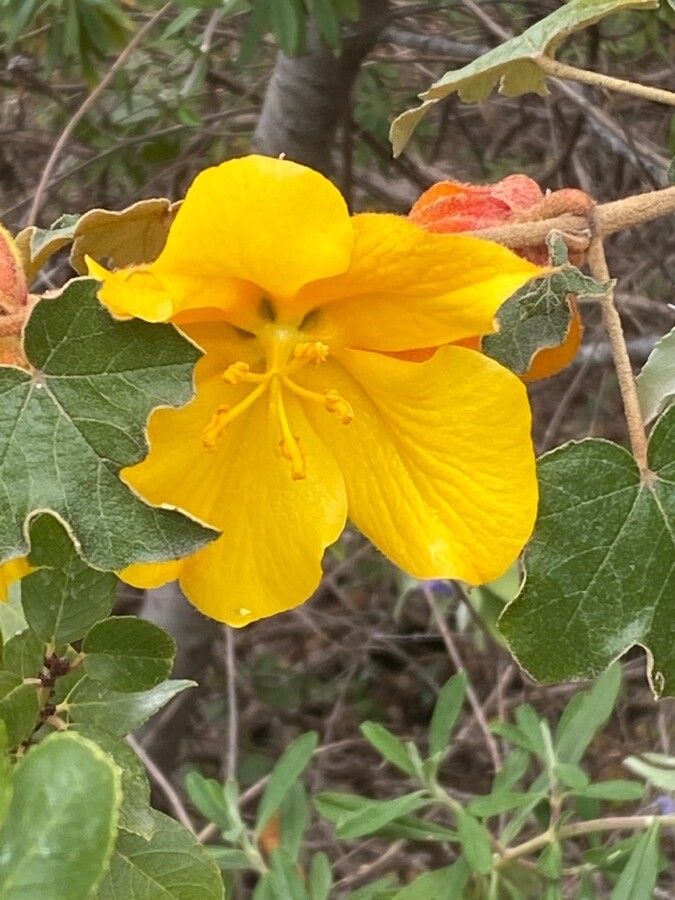 Fremontodendron mexicanum flower