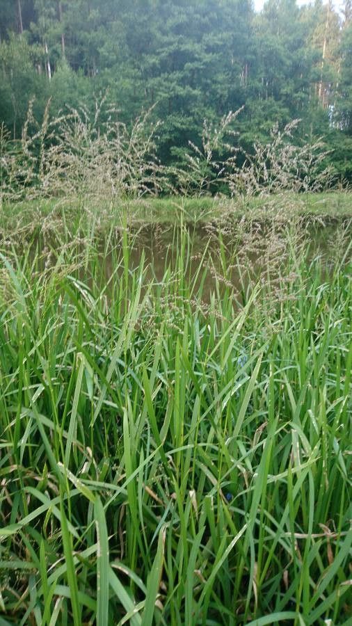 Glyceria maxima flower