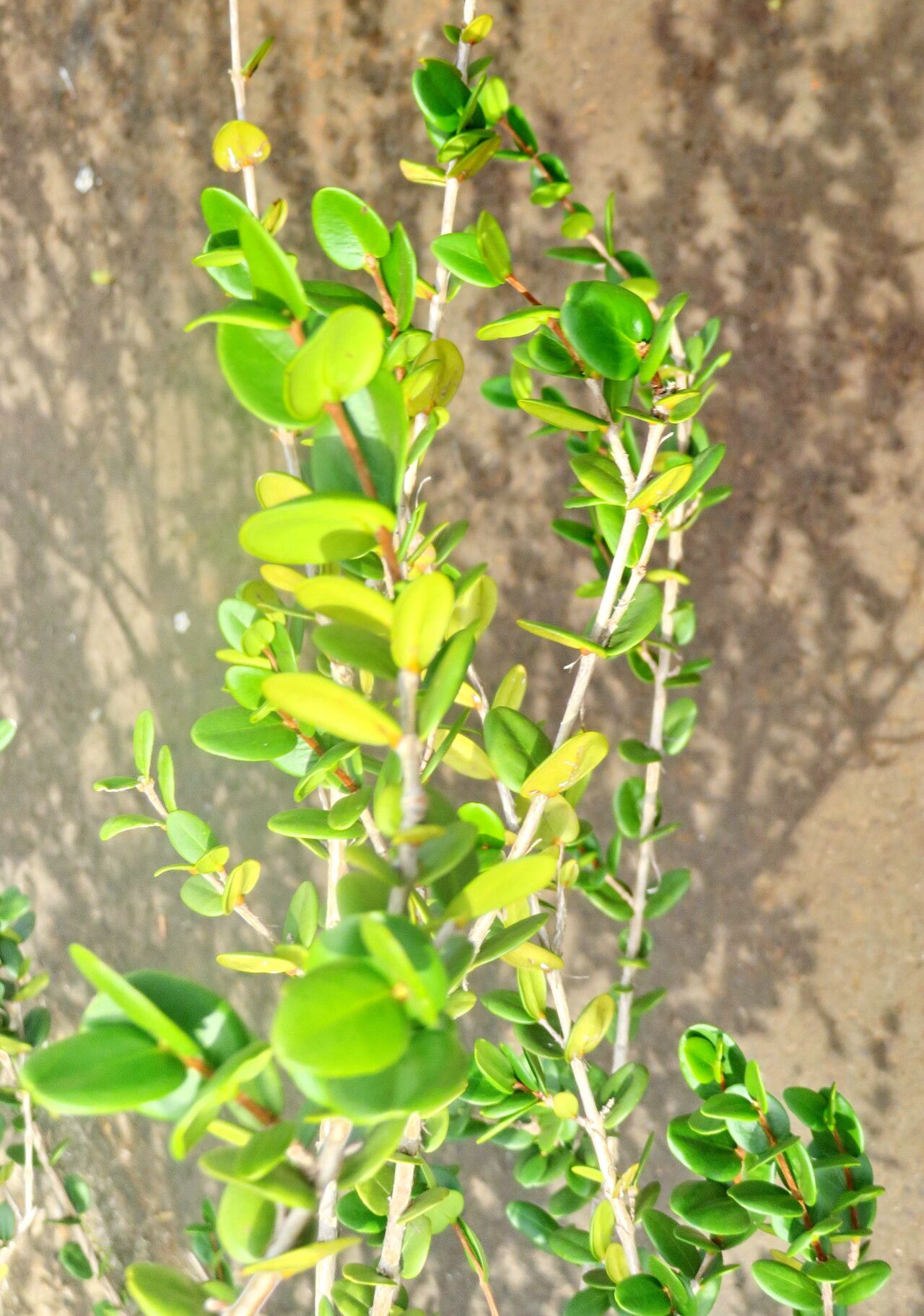 Eugenia azeda — houseplant care guide