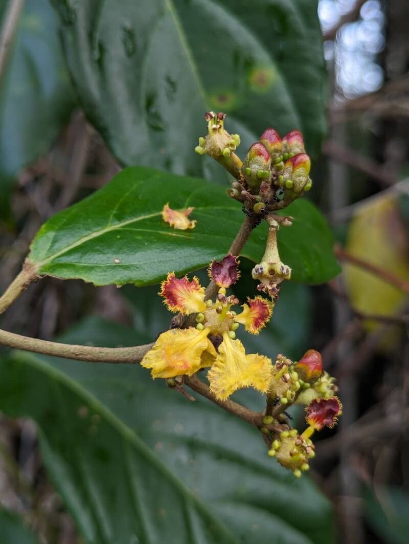 Stigmaphyllon puberum flower