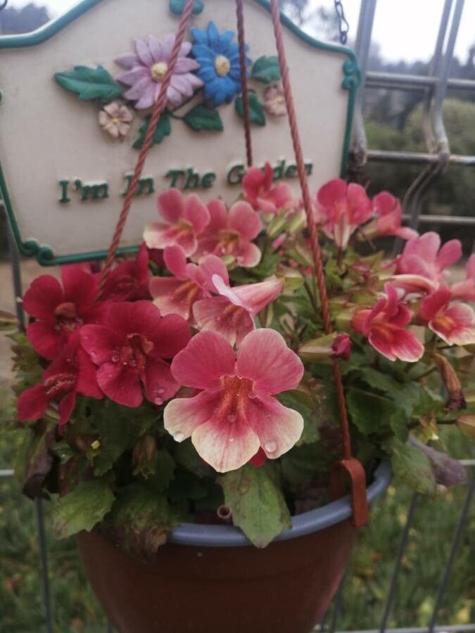 Erythranthe × maculosa flower