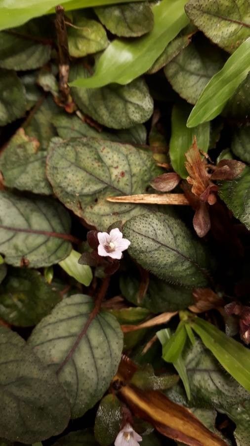 Hemigraphis reptans flower