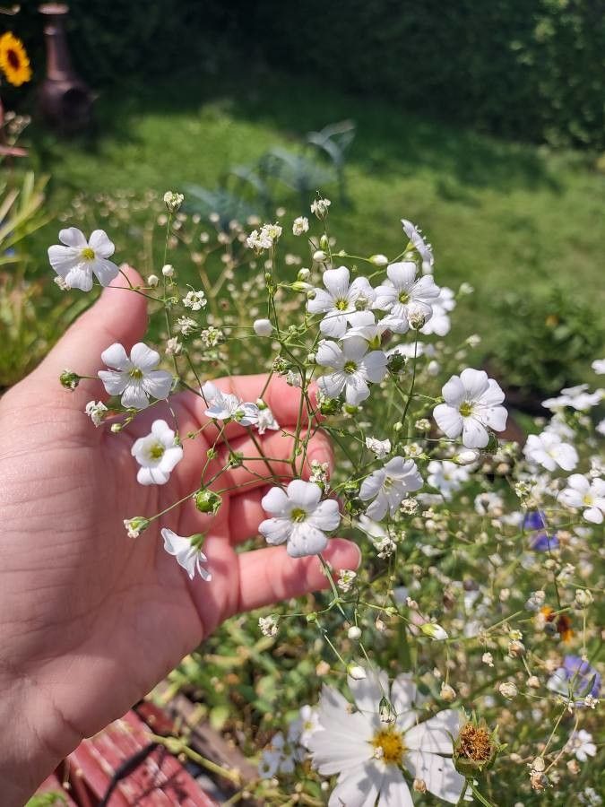 Gypsophila elegans flower