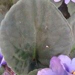 Saintpaulia ionantha