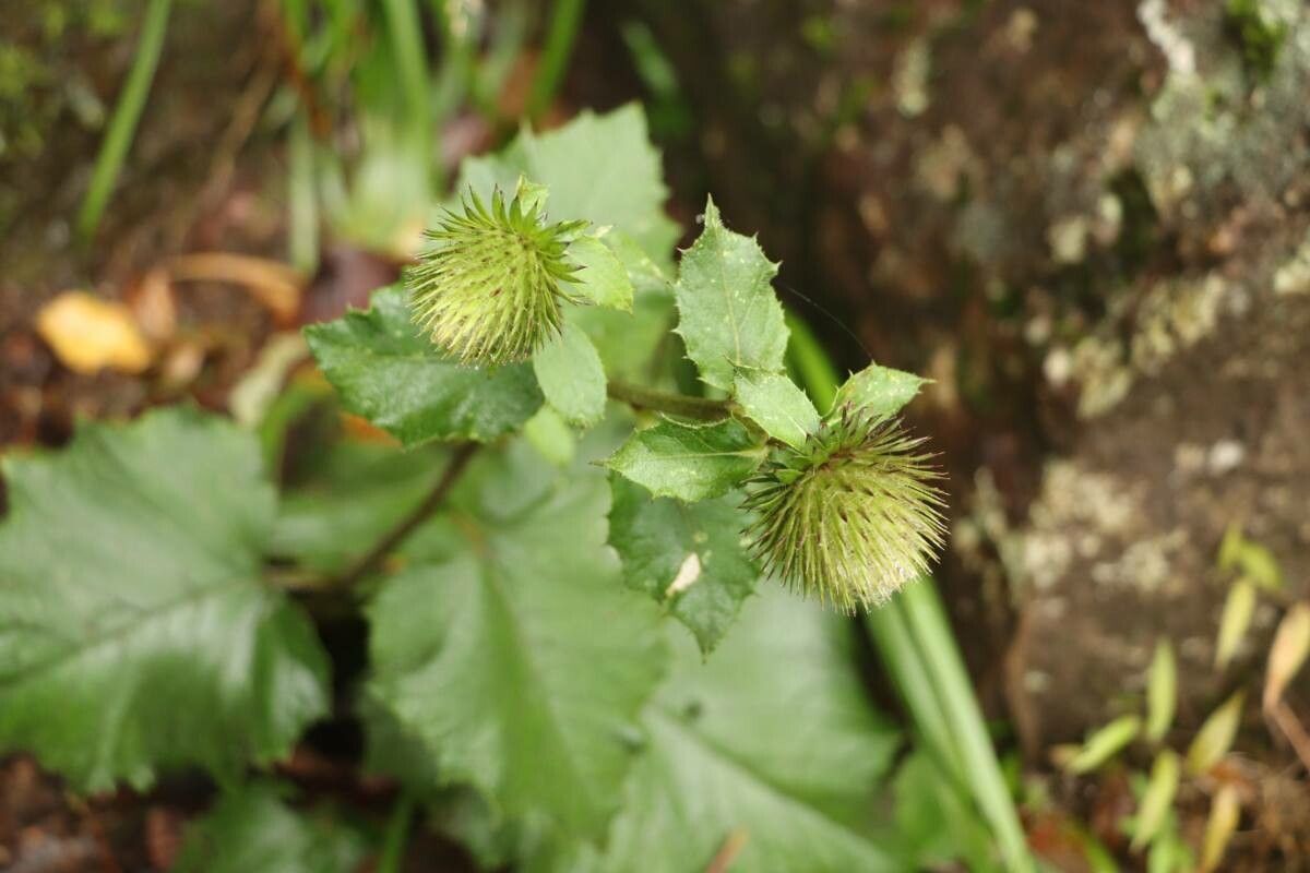 Synurus pungens — related species from the same genus