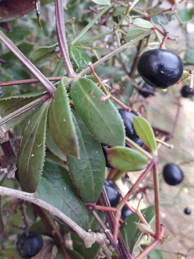 Rubia peregrina fruit