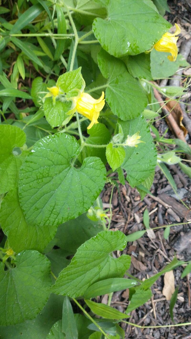 Thladiantha dubia leaf