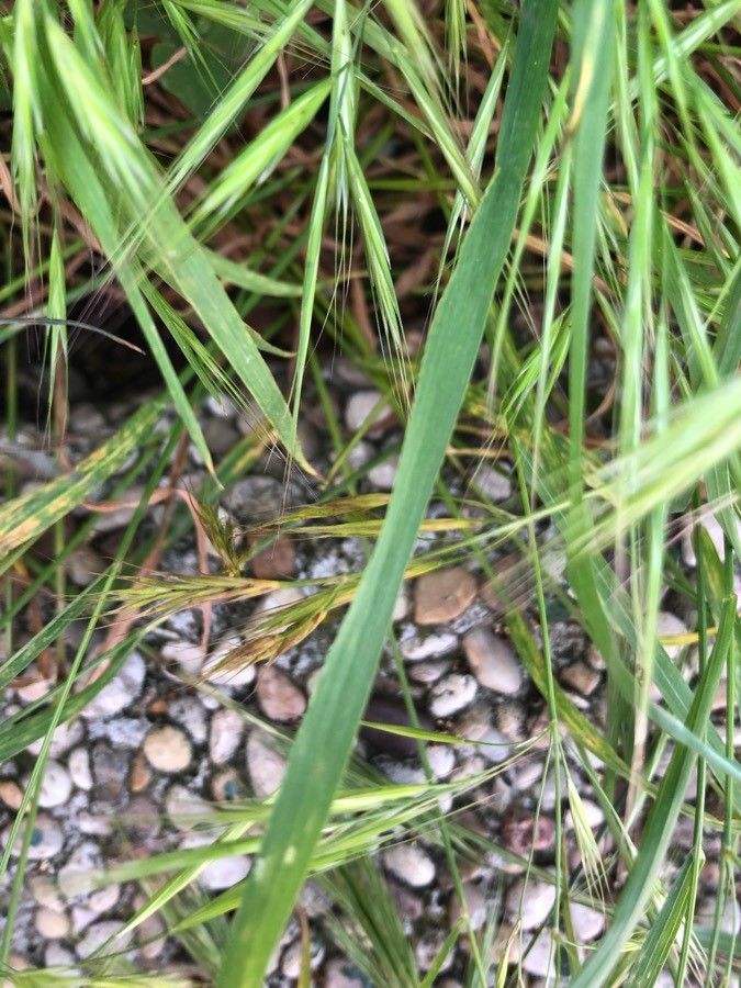 Anisantha sterilis leaf