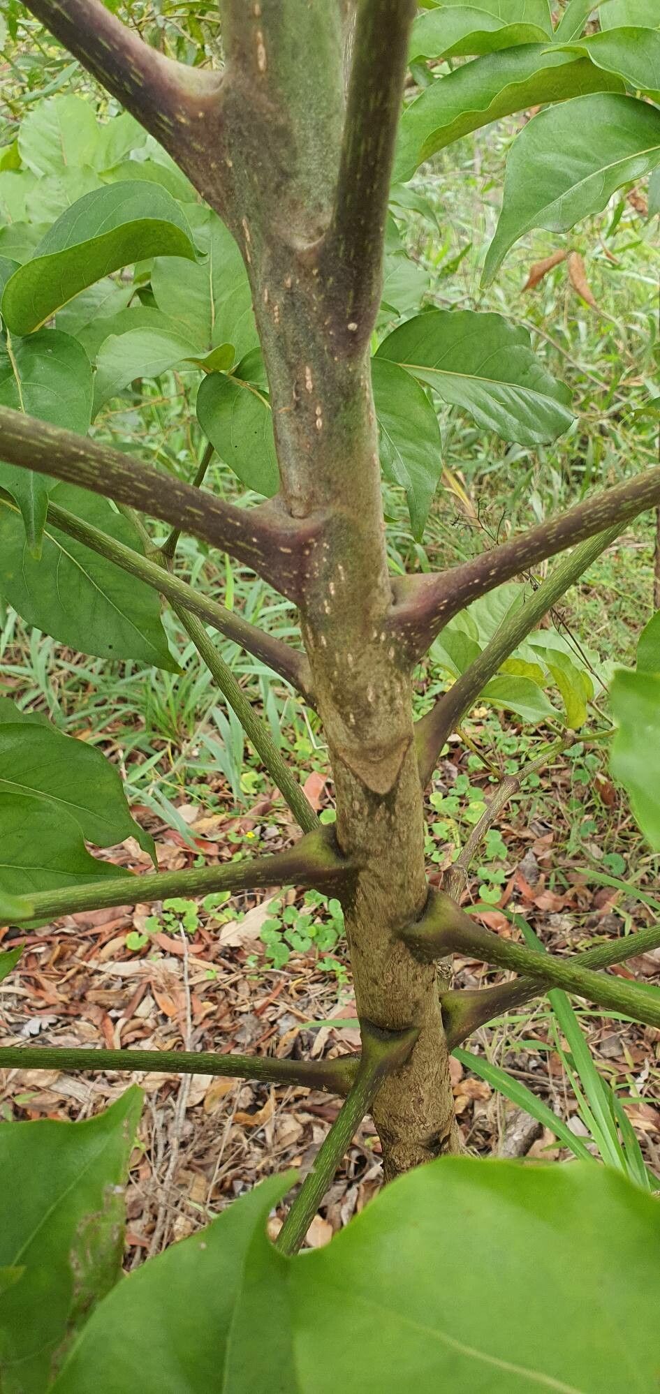 Polyscias elegans bark