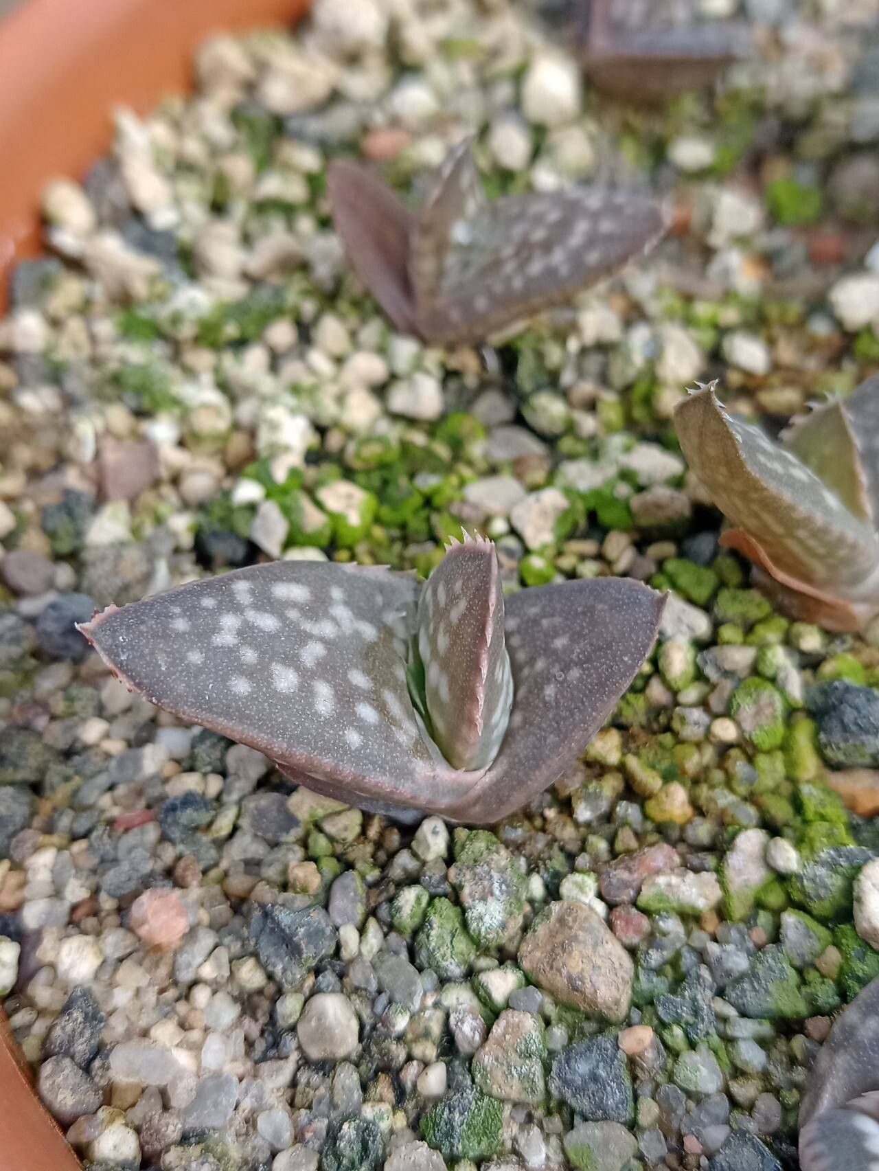 Aloe rigens — houseplant care guide