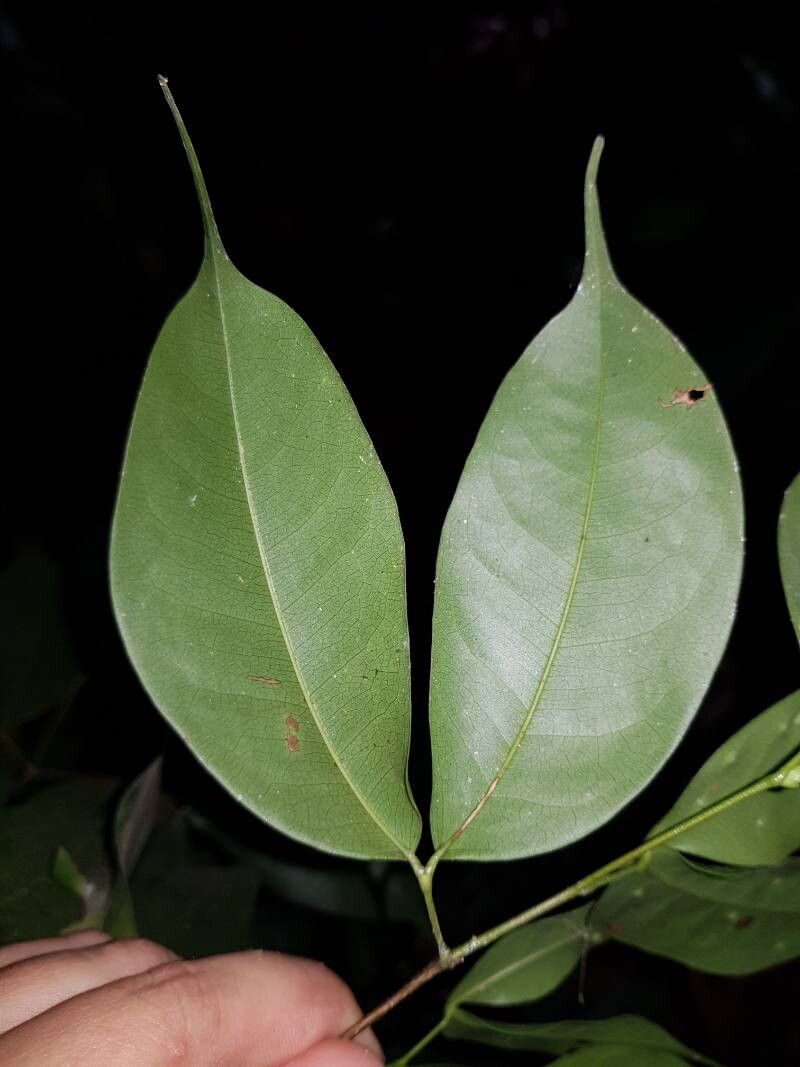 Peltogyne purpurea leaf