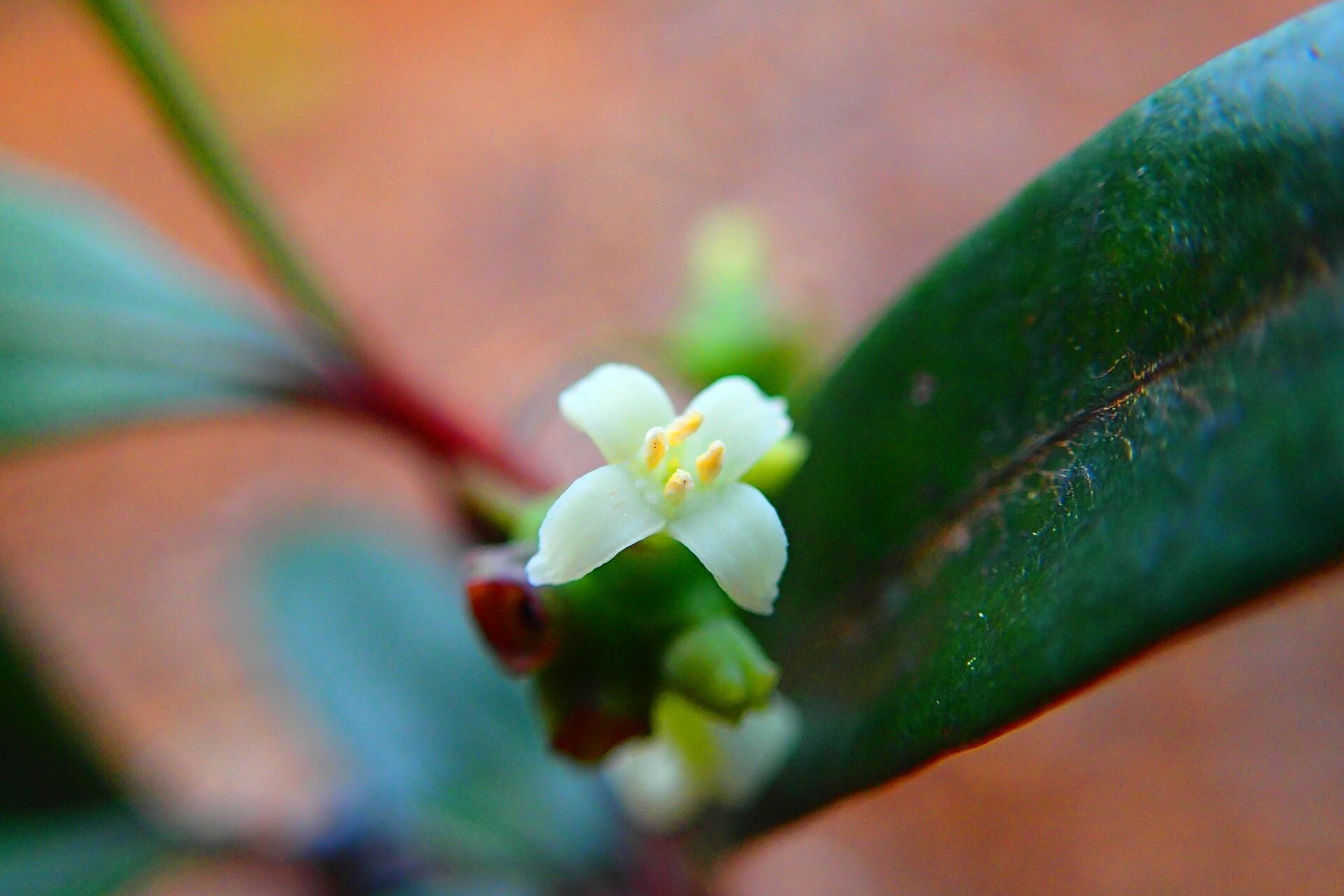 Gynochthodes collina flower