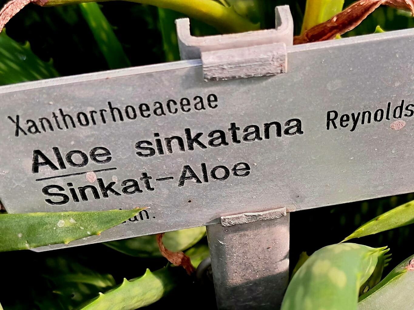Aloe sinkatana other