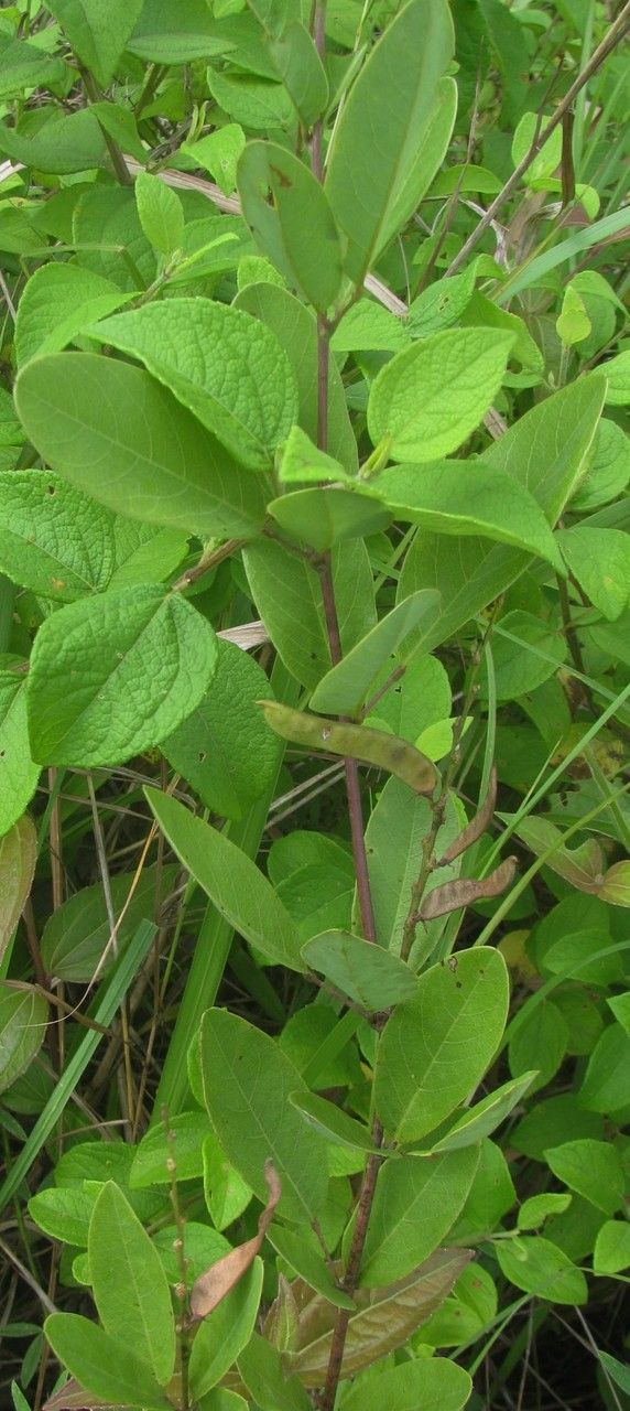 Galactia glaucescens — related species from the same genus