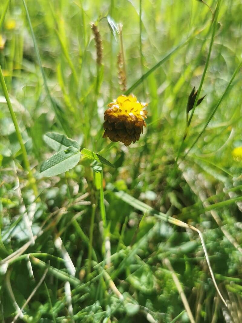 Trifolium badium flower