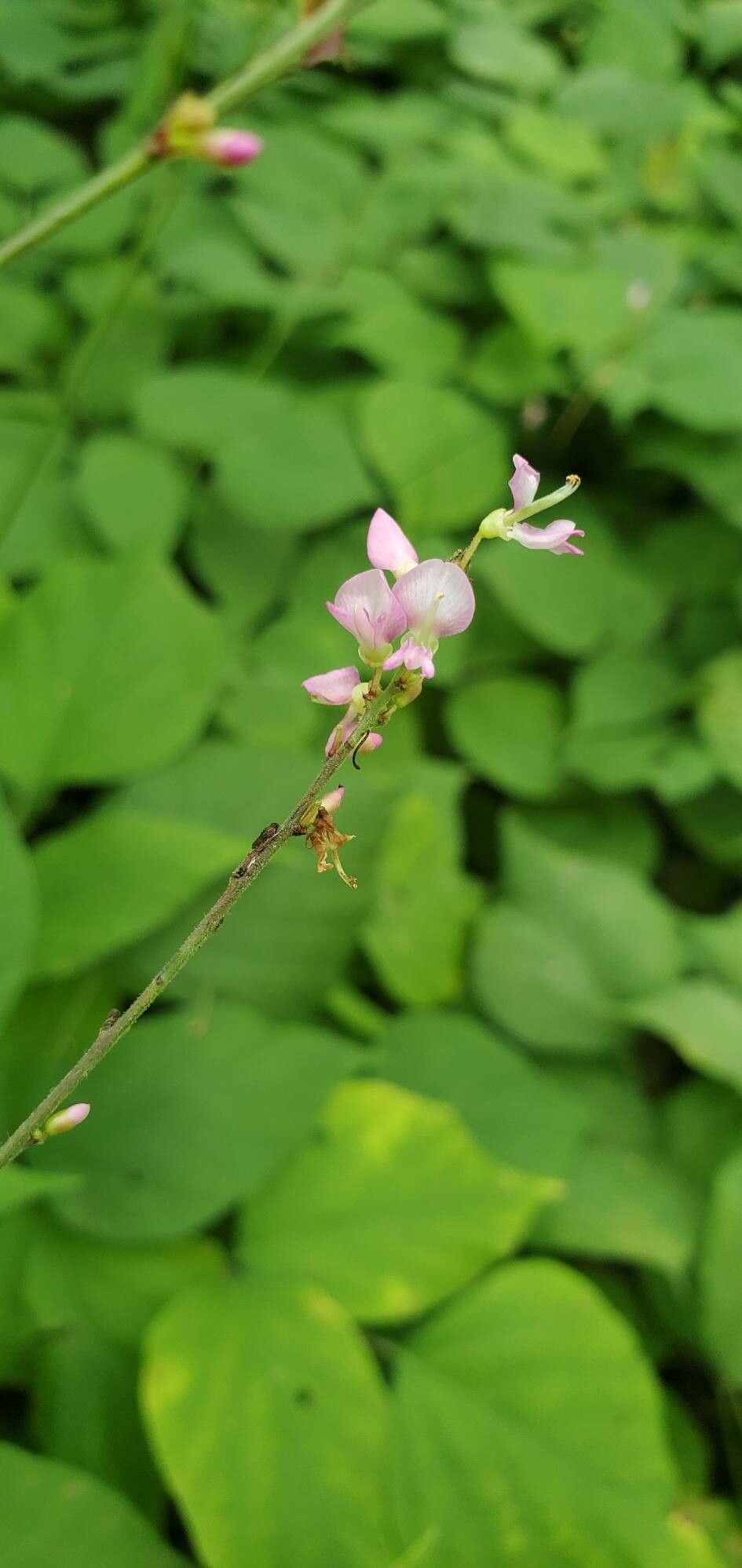 Desmodium glutinosum flower