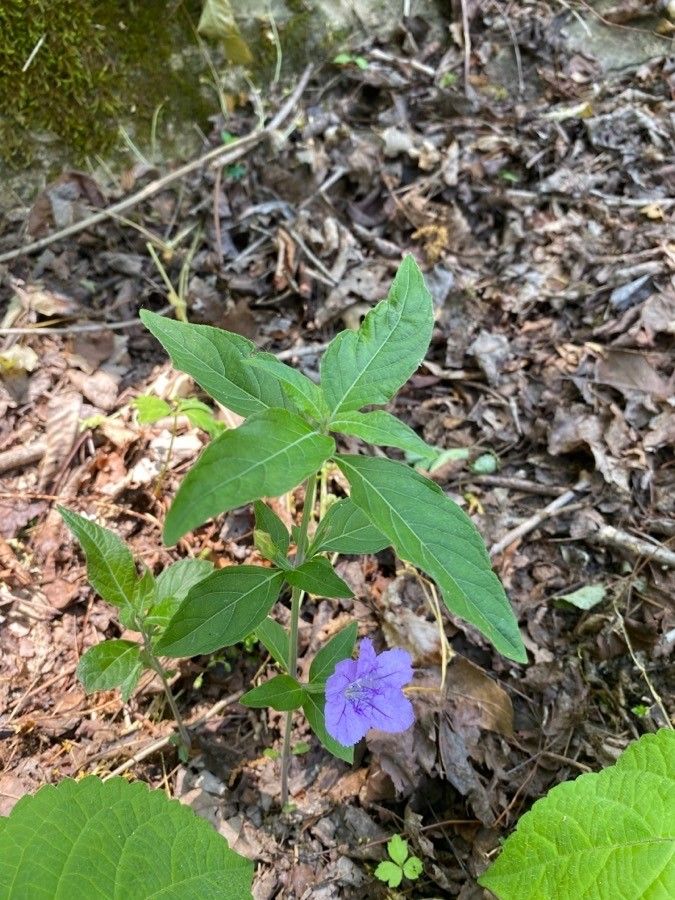 Ruellia geminiflora leaf
