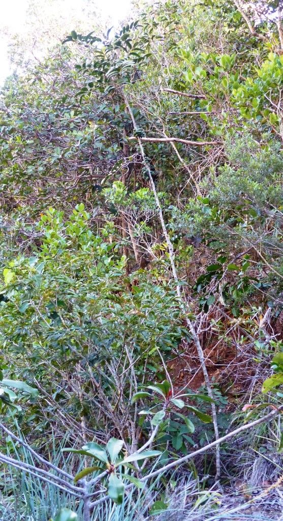 Cupaniopsis oedipoda habit