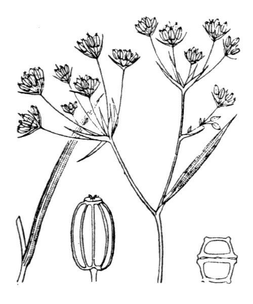 Bupleurum gerardi — search result for 'Bupleurum'