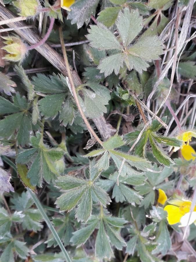 Potentilla tabernaemontani — search result for 'Potentilla'