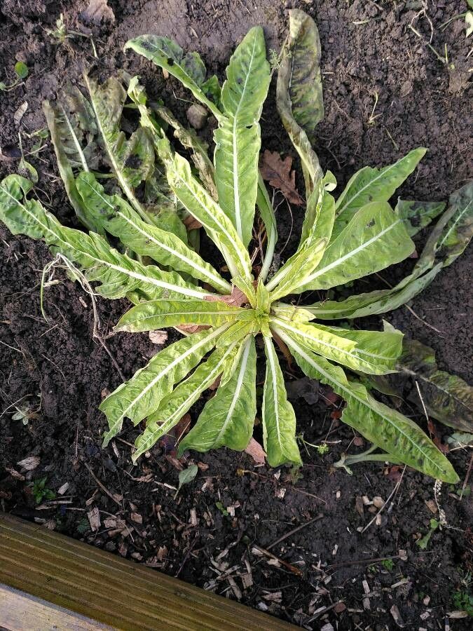 Oenothera suaveolens leaf
