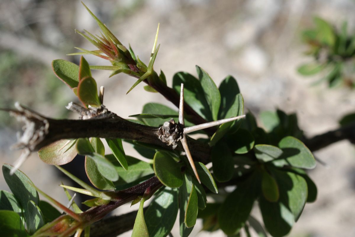 Berberis cretica bark