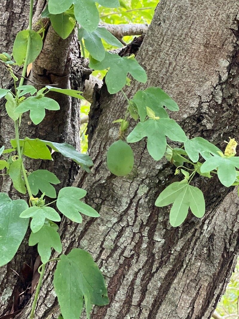 Passiflora subpeltata leaf