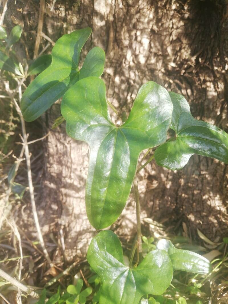 Dioscorea chouardii leaf