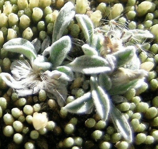 Belloa pickeringii — related species from the same genus