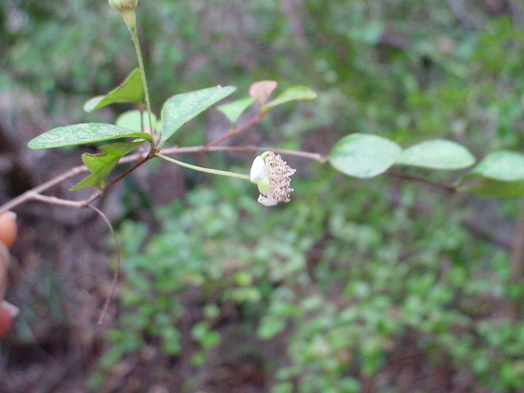 Eugenia lotoides flower